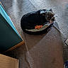 dog, pet, bed, carpet, toy, indoor, animal, resting, cozy, small_bed, fur, home, quiet, shadows, light, orange_toy, sleeping, cute, domestic, relaxing