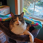 Boopy is registered to the contest to win money with this photo: amber_eyes, animal, blanket, car, cat, cat_tree, cozy, crochet, curious, daylight, fur, furniture, home, indoor, pet, relaxed, soft, whiskers, window, wood_trim