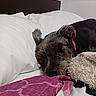 Rosalynn joined the competition — help win amazing prizes! animal, bed, blanket, collar, comfort, cozy, cute, dog, fur, home, indoor, napping, peaceful, pet, pillow, quiet, relaxation, rest, sleeping, soft