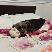 Rosalynn joined the competition — help win amazing prizes! animal, bed, blanket, comfort, cozy, cute, dog, domestic, floral_pattern, fur, home, indoor, pet, pillow, relaxing, resting, sleep, sleeping, stuffed_toy, toy