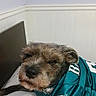 Rosalynn is registered to the contest to win money with this photo: animal, bed, blanket, casual, corner, cute, dog, fur, headboard, indoor, jersey, mammal, paw, pet, portrait, relaxed, resting, sleepy, sportswear, white_wall