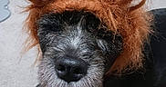 Rosalynn is registered to the contest to win money with this photo: animal, background, black_dog, carpet, closeup, costume, cute, dog, domestic_animal, ears, funny, fur, home, indoor, lying_down, orange_wig, pet, resting, shoes, wig