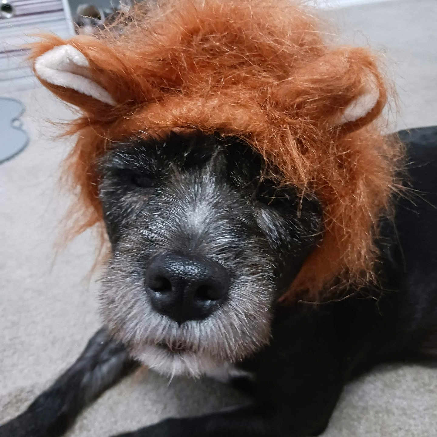 Rosalynn is registered to the contest to win money with this photo: animal, background, black_dog, carpet, closeup, costume, cute, dog, domestic_animal, ears, funny, fur, home, indoor, lying_down, orange_wig, pet, resting, shoes, wig