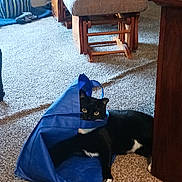 Ricky joined the competition — help win amazing prizes! animal, black_cat, blue_bag, carpet, cat, cozy, curious, floor, furniture, home, indoor, living_room, ottoman, pet, playful, relaxed, striped_basket, white_paws, wide_eyes, wooden_chair