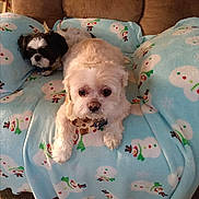 Nutter Butter joined the competition — help win amazing prizes! animal, black_and_white_dog, blanket, brown_couch, carpet, comfort, couch, cozy, cute, dog, domestic, fur, home, indoor, pets, relaxing, resting, snowman_pattern, two_dogs, white_dog