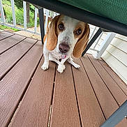 Pretzel is registered to the contest to win money with this photo: dog, beagle, puppy, wooden_deck, chair, green_cushion, outdoor, pet, animal, tongue_out, cute, looking_up, ears, flooring, railing, house_siding, nature, daylight, close_up, pet_portrait