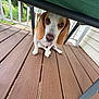 dog, beagle, puppy, wooden_deck, chair, green_cushion, outdoor, pet, animal, tongue_out, cute, looking_up, ears, flooring, railing, house_siding, nature, daylight, close_up, pet_portrait