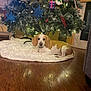Pretzel joined the competition — help win amazing prizes! dog, christmas_tree, ornaments, lights, blanket, wooden_floor, indoor, decorations, holiday, festive, calm, pet, tree_skirt, beagle, relaxed, floor, home, winter, cozy, holiday_decor