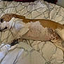 Pretzel is registered to the contest to win money with this photo: dog, bed, blanket, sleeping, relaxed, brown, white, pet, indoor, fur, canine, resting, cozy, comfort, animal, paw, side_view, domestic, laying, cute