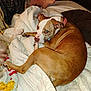 Sativa is registered to the contest to win money with this photo: animal, bed, blanket, brown, canine, collar, comforter, cozy, dog, fur, furniture, home, indoor, leg, looking_back, paw, pet, resting, tattoo, white