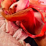 Sativa is registered to the contest to win money with this photo: animal, bed, blanket, canine, close_up, comfort, dog, ear, fur, indoors, nose, orange_harness, paw, pet, pink_tint, quilted, relaxed, resting, sleeping, soft_texture