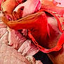 animal, bed, blanket, canine, close_up, comfort, dog, ear, fur, indoors, nose, orange_harness, paw, pet, pink_tint, quilted, relaxed, resting, sleeping, soft_texture