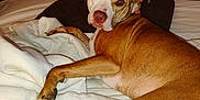 Sativa is registered to the contest to win money with this photo: bed, blanket, brown_dog, canine, comfort, dog, domestic_animal, drawer, ears, furniture, indoor, looking_back, nail, paw, pet, relaxed, resting, room, sleeping_area, white_blanket