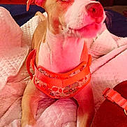 Evee joined the competition — help win amazing prizes! animal, bed, brown, canine, cozy, dog, dresser, fabric, fan, furniture, harness, home, indoor, looking_up, orange, pet, quilt, resting, television, white