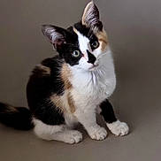 Sultane participe au concours pour gagner de l'argent avec cette photo : cat, kitten, calico, pet, animal, feline, cute, small, ears, fur, sitting, whiskers, alert, indoor, portrait, young, domestic, curious, closeup, adorable