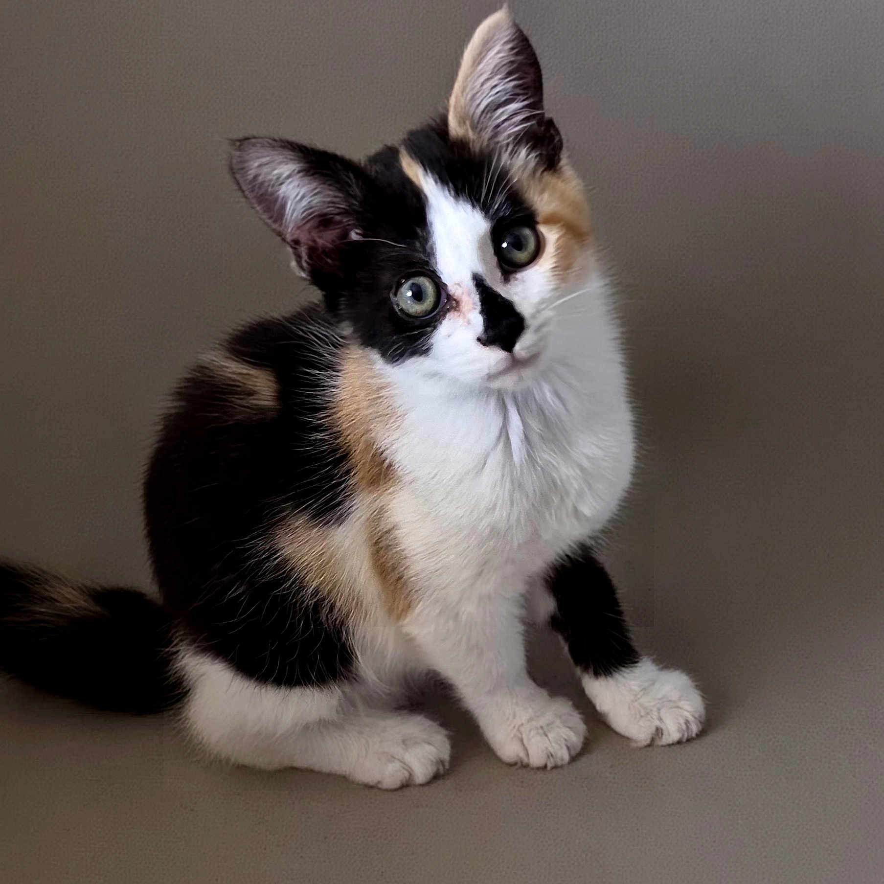 Sultane participe au concours pour gagner de l'argent avec cette photo : cat, kitten, calico, pet, animal, feline, cute, small, ears, fur, sitting, whiskers, alert, indoor, portrait, young, domestic, curious, closeup, adorable