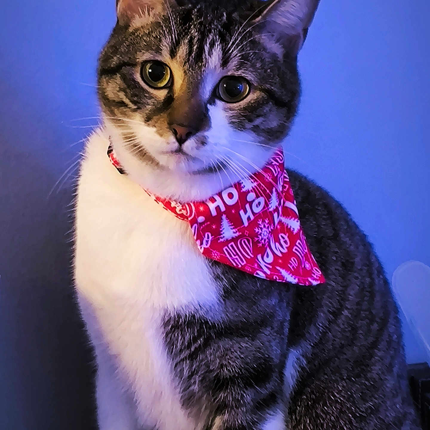 Buggy participe au concours pour gagner de l'argent avec cette photo : animal, bandana, cat, closeup, cute, ears, feline, festive, fur, ho_ho_ho, holiday, indoor, looking, pet, portrait, red, sitting, tabby, whiskers, white