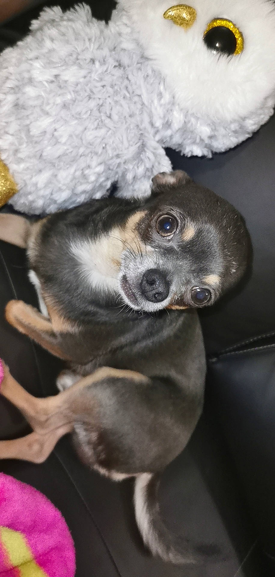 Marley a rejoint le concours — aidez-le/la à gagner de superbes lots ! canidae, carnivore, chihuahua, dog, dog_breed, fawn, italian_greyhound, lurcher, mammal, puppy, snout, toy_dog, whippet