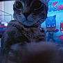 Ash is registered to the contest to win money with this photo: cat, close_up, indoor, paw, curious, feline, animal, blue_light, pj_masks, poster, background, whiskers, fur, collar, toy, childrens_room, cartoon, character, soft_light, pet