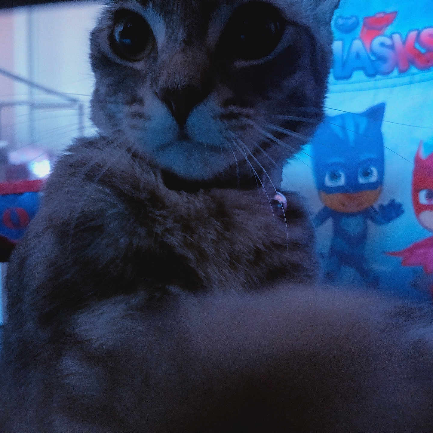 Ash is registered to the contest to win money with this photo: animal, background, blue_light, cartoon, cat, character, childrens_room, close_up, collar, curious, feline, fur, indoor, paw, pet, pj_masks, poster, soft_light, toy, whiskers