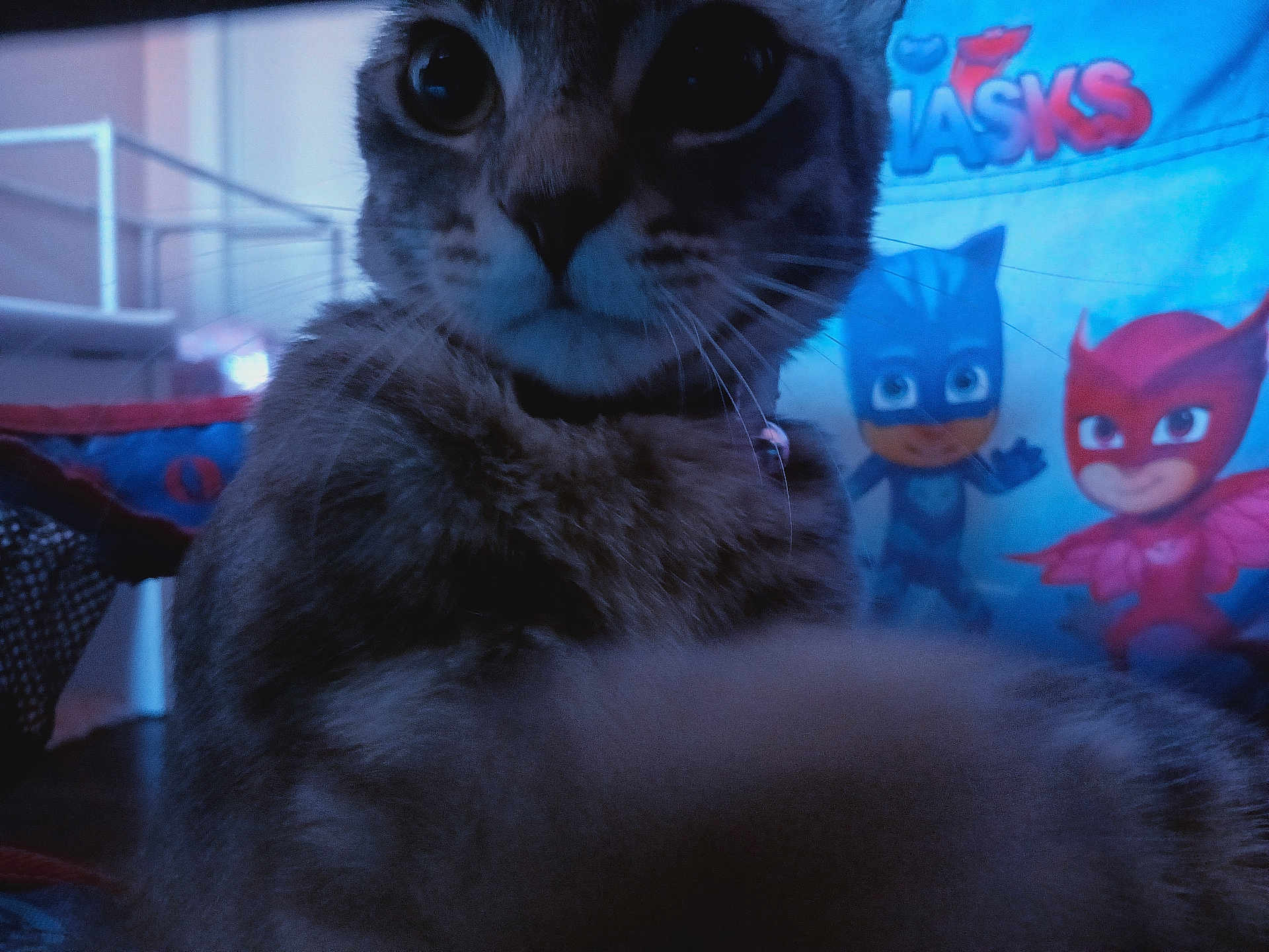 Ash is registered to the contest to win money with this photo: cat, close_up, indoor, paw, curious, feline, animal, blue_light, pj_masks, poster, background, whiskers, fur, collar, toy, childrens_room, cartoon, character, soft_light, pet