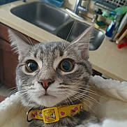 Ash is registered to the contest to win money with this photo: cat, tabby, close_up, wide_eyes, yellow_collar, blanket, indoor, kitchen, sink, countertop, pet, feline, curious, whiskers, ears, fur, domestic_animal, cute, animal, portrait