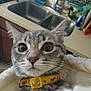 cat, tabby, close_up, wide_eyes, yellow_collar, blanket, indoor, kitchen, sink, countertop, pet, feline, curious, whiskers, ears, fur, domestic_animal, cute, animal, portrait