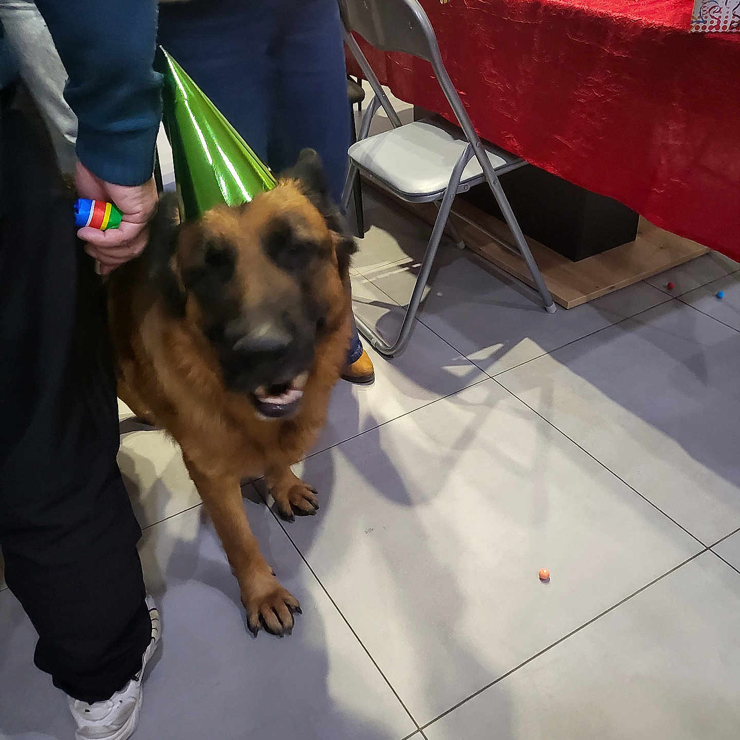Pazzo a rejoint le concours — aidez-le/la à gagner de superbes lots ! adult, animal, cafeteria, can, canine, chair, clothing, desk, dog, footwear, furniture, germanshepherd, male, man, person, pet, shoe, table, tin, wood