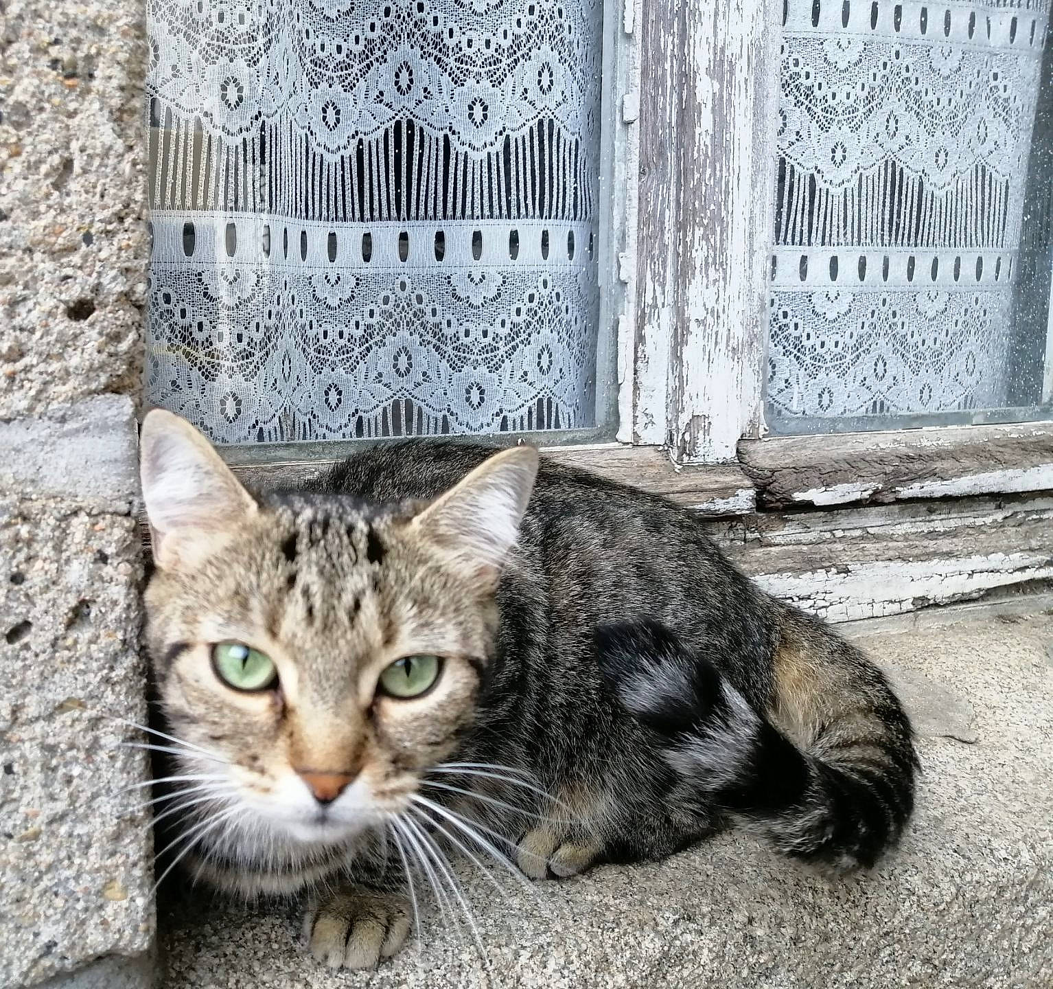 Princesse participe au concours pour gagner de l'argent avec cette photo : art, carnivore, cat, claw, cobblestone, domestic_short_haired_cat, door, facade, felidae, fur, paw, road_surface, sitting, small_to_medium_sized_cats, snout, tail, terrestrial_animal, whiskers, window, wood