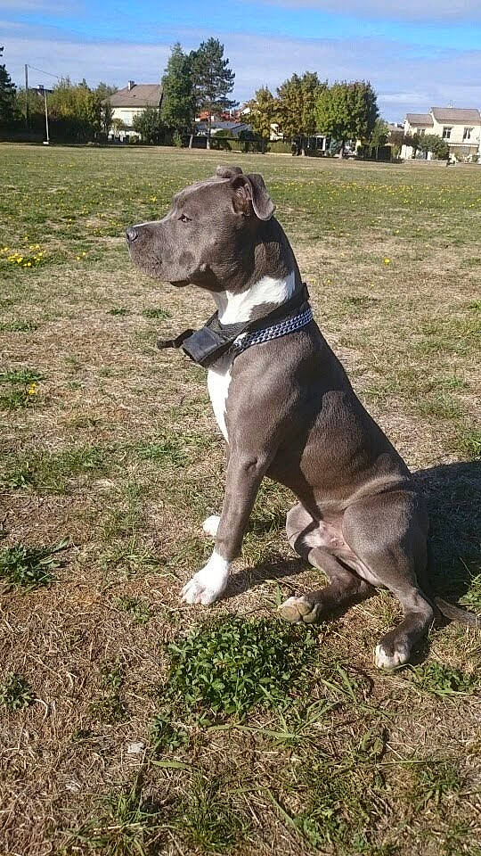 Oscar participe au concours pour gagner de l'argent avec cette photo :