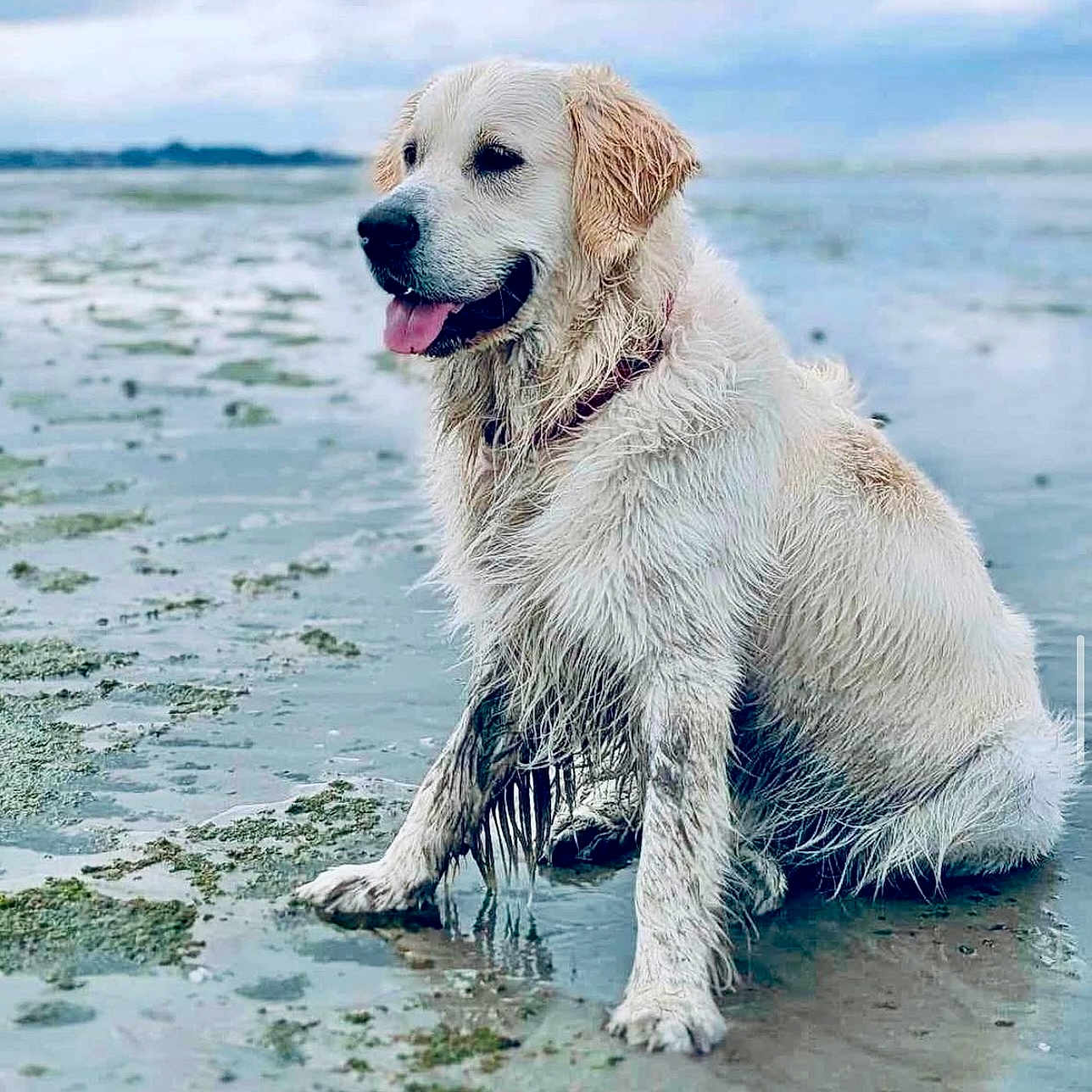 Tolkien a rejoint le concours — aidez-le/la à gagner de superbes lots ! animal, beach, canine, coast, dog, eskimodog, goldenretriever, horizon, labradorretriever, nature, outdoors, person, pet, puppy, sea, shoreline, sky, walkingdog, water, whitedog