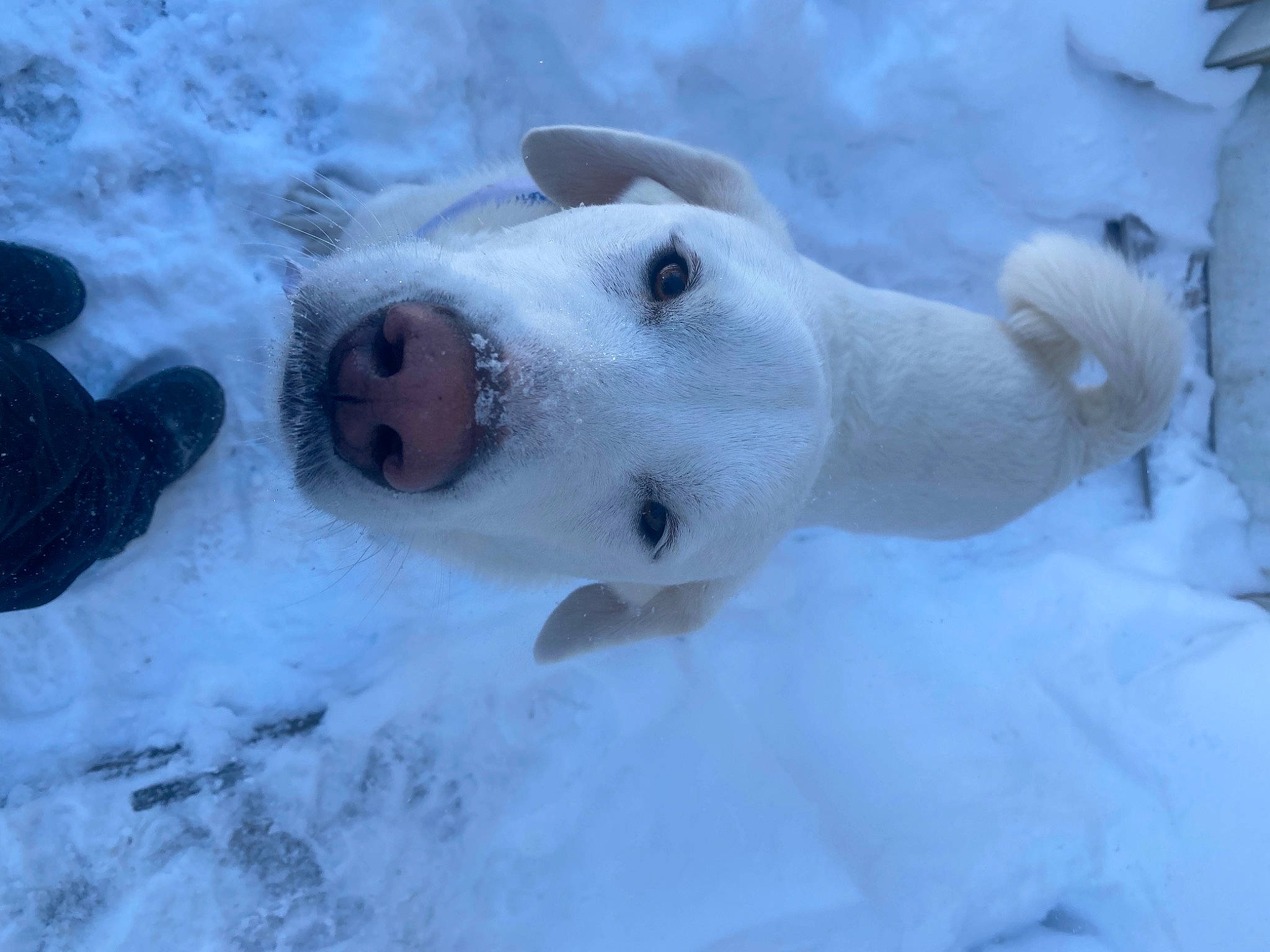 Tyler joined the competition — help win amazing prizes! arctic, canidae, carnivore, dog, dog_breed, fawn, freezing, fur, glacial_landform, ice_cap, playing_in_the_snow, polar_ice_cap, slope, snout, snow, snowman, sporting_group, whiskers, wildlife, winter