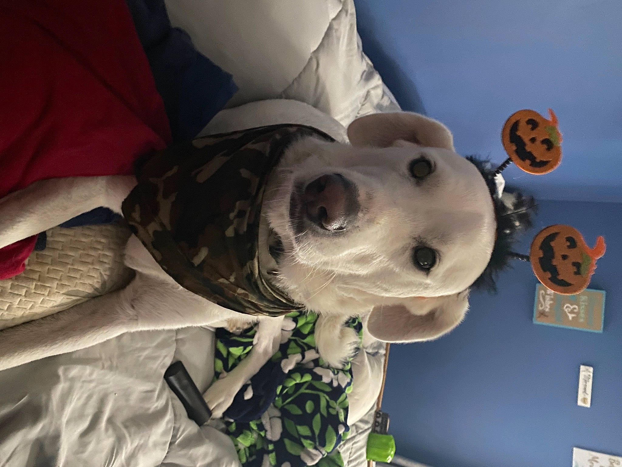 Tyler is registered to the contest to win money with this photo: art, carnivore, comfort, companion_dog, dalmatian, dog, dog_breed, fictional_character, fur, helmet, non_sporting_group, personal_protective_equipment, skull, sporting_group, stuffed_toy, toy, working_animal