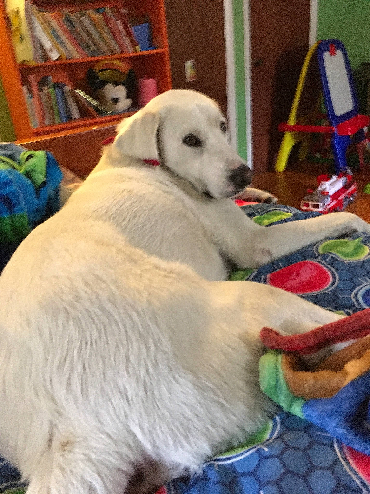 Tyler is registered to the contest to win money with this photo: bookcase, canidae, carnivore, comfort, companion_dog, dog, dog_breed, fawn, flooring, fur, linens, pet_supply, polar_bear, publication, shelf, snout, sporting_group, tail, terrestrial_animal, working_animal