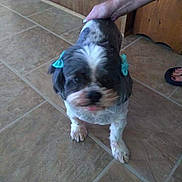 Pebbles joined the competition — help win amazing prizes! dog, small_dog, blue_bows, ears, person_hand, tiled_floor, indoor, pet, animal, fur, cute, standing, paw, brown, white, black, blurry, decorated, footwear, floor_tile
