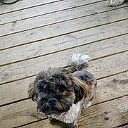 Wikit is registered to the contest to win money with this photo: dog, puppy, small_dog, fluffy, curious, outdoor, wooden_deck, pet, animal, fur, tail, ears, brown, black, white, looking_up, companion, cute, domestic_animal, friendly