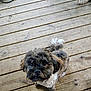 dog, puppy, small_dog, fluffy, curious, outdoor, wooden_deck, pet, animal, fur, tail, ears, brown, black, white, looking_up, companion, cute, domestic_animal, friendly