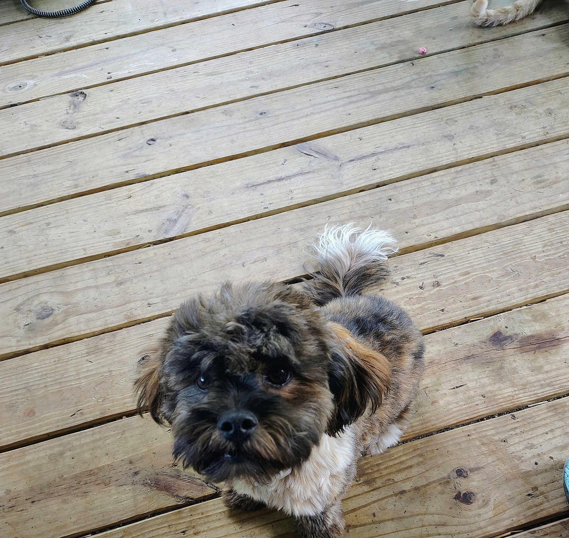 Wikit is registered to the contest to win money with this photo: dog, puppy, small_dog, fluffy, curious, outdoor, wooden_deck, pet, animal, fur, tail, ears, brown, black, white, looking_up, companion, cute, domestic_animal, friendly