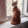 Jackson participe au concours pour gagner de l'argent avec cette photo : animal, blurred_background, brick_wall, calm, cat, cozy, curious, domestic_cat, feline, fur, indoor, light, natural_light, pet, quiet, side_view, sitting, soft, window, windowsill