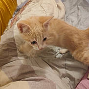 Jackson a rejoint le concours — aidez-le/la à gagner de superbes lots ! kitten, cat, pet, indoor, bed, blanket, yellow_pillow, orange_fur, curious, young, feline, whiskers, soft, cozy, home, animal, cute, playful, fur, domestic