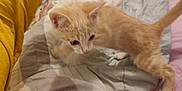 Jackson a rejoint le concours — aidez-le/la à gagner de superbes lots ! animal, bed, blanket, cat, cozy, curious, cute, domestic, feline, fur, home, indoor, kitten, orange_fur, pet, playful, soft, whiskers, yellow_pillow, young