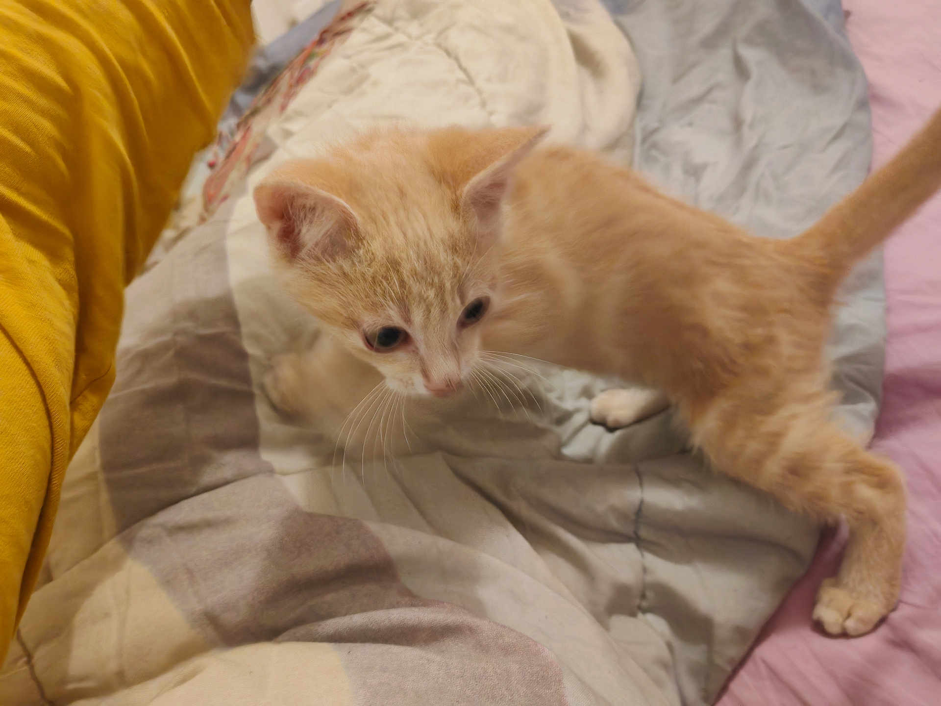 Jackson a rejoint le concours — aidez-le/la à gagner de superbes lots ! kitten, cat, pet, indoor, bed, blanket, yellow_pillow, orange_fur, curious, young, feline, whiskers, soft, cozy, home, animal, cute, playful, fur, domestic