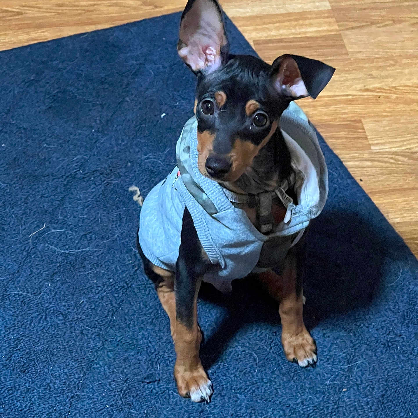 Jax is registered to the contest to win money with this photo: accessories, animal, canine, chihuahua, dog, dogbed, fitness, hardwood, hound, indoors, interiordesign, person, pet, policedog, puppy, sport, stainedwood, strap, wood, workingout