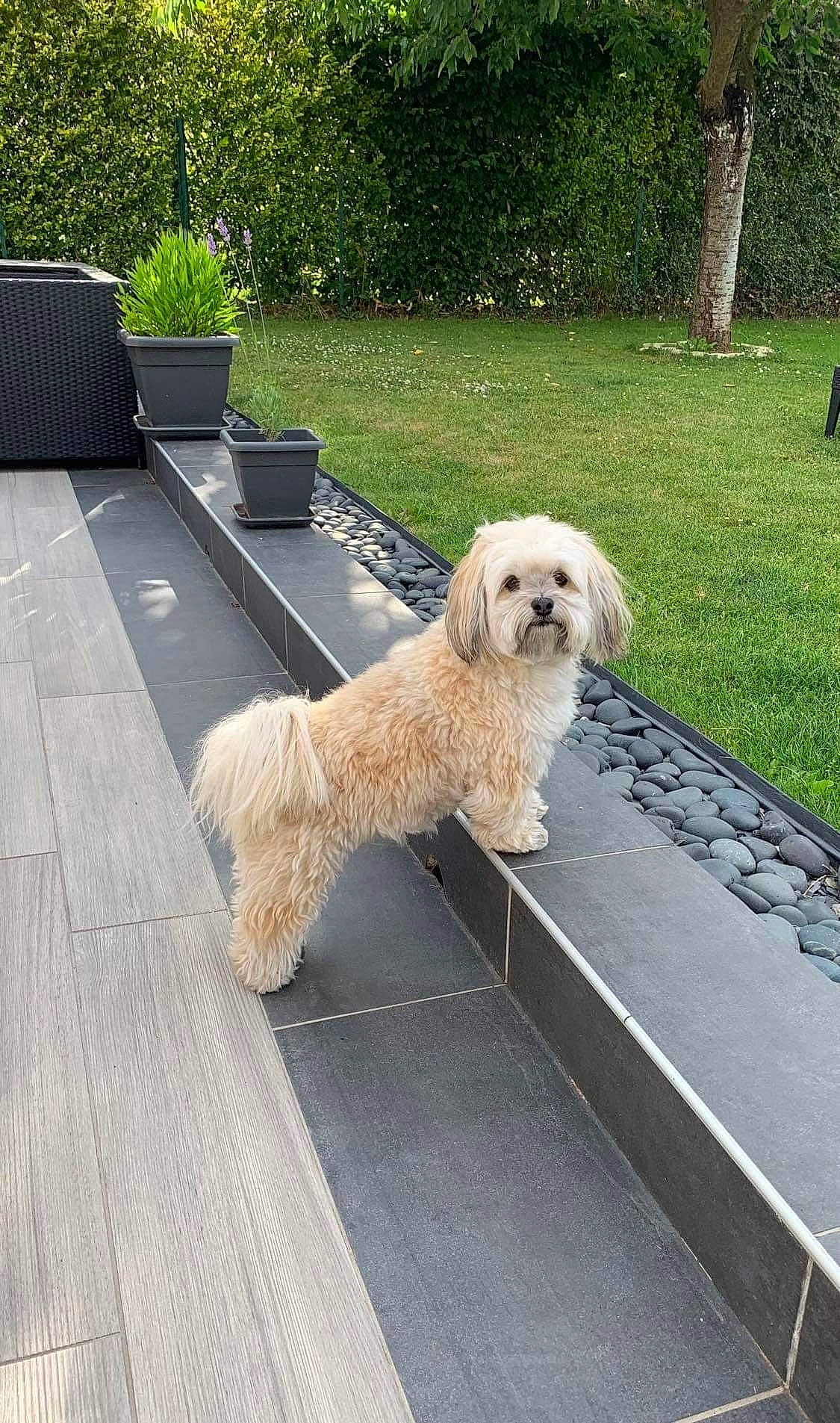 Pearly a rejoint le concours — aidez-le/la à gagner de superbes lots ! carnivore, chair, collar, companion_dog, deck, dog, dog_breed, dog_collar, flooring, flowerpot, fur, grass, landscaping, plant, road_surface, sidewalk, sporting_group, terrier, tree, wood