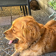 Tyson participe au concours pour gagner de l'argent avec cette photo : dog, golden_retriever, puppy, brown_dog, outdoor, patio, relaxing, lying_down, tongue_out, fluffy, long_hair, golden_fur, chair, stone_steps, pebbles, garden, plant, sunlight, home_exterior, pet