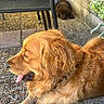 dog, golden_retriever, puppy, brown_dog, outdoor, patio, relaxing, lying_down, tongue_out, fluffy, long_hair, golden_fur, chair, stone_steps, pebbles, garden, plant, sunlight, home_exterior, pet