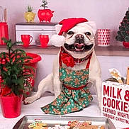 Wendy is registered to the contest to win money with this photo: dog, santa_hat, apron, gingerbread, christmas_cookies, cookie_sheet, kitchen, holiday_decorations, red_cups, potted_plant, rolling_pin, christmas_tree, sign, festive, smiling_dog, countertop, baking, holiday, decor, white_dog