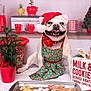 dog, santa_hat, apron, gingerbread, christmas_cookies, cookie_sheet, kitchen, holiday_decorations, red_cups, potted_plant, rolling_pin, christmas_tree, sign, festive, smiling_dog, countertop, baking, holiday, decor, white_dog