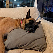 Ryna a rejoint le concours — aidez-le/la à gagner de superbes lots ! blanket, canine, collar, couch, dog, ear, fur, indoors, night, pet, pillow, portrait, reflection, relaxed, resting, snout, sofa, string_lights, tongue, window