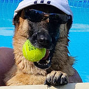 Ryna participe au concours pour gagner de l'argent avec cette photo : dog, german_shepherd, pool, tennis_ball, sunglasses, cap, summer, water, pet, animal, outdoor, fun, playful, swimming_pool, canine, sunny, relaxation, muzzle, paw, sporty